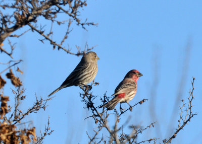 1223countyse_057housefinch.jpg