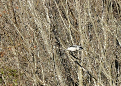 1223countyse_093loggerheadshrike.jpg