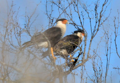 1223countyse_113mexicaneagles.jpg
