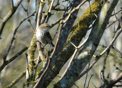 1223countyse_139yellowrumped.jpg