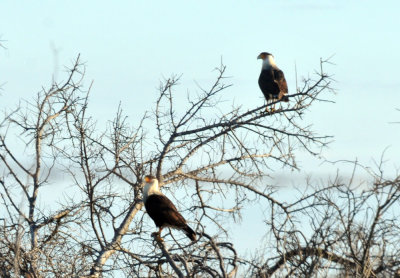 1224uvaldecountySE_051caracara.jpg
