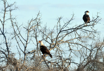 1224uvaldecountySE_052caracara.jpg