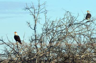 1224uvaldecountySE_056caracara.jpg