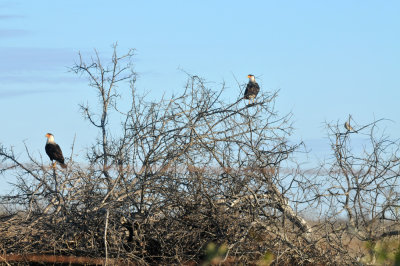 1224uvaldecountySE_057caracara.jpg