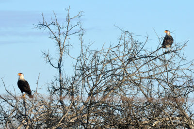 1224uvaldecountySE_058caracarazzzzzzzzzz.jpg