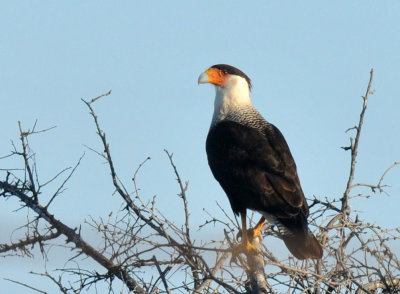 1224uvaldecountySE_062caracarazzzzzzzz.jpg