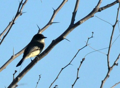 1224uvaldecountySE_064bird.jpg