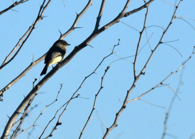 1224uvaldecountySE_067birdzzzzzzzzzzzz.jpg