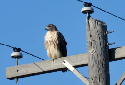 1224uvaldecountySE_117redtailedhawk.jpg