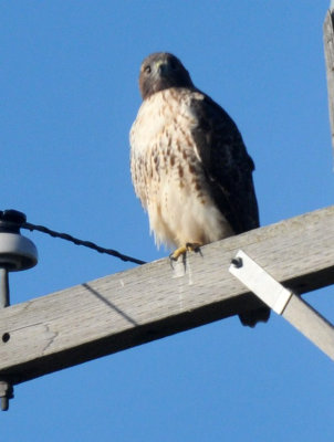 1224uvaldecountySE_119redtailedhawk.jpg
