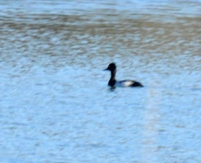 1224uvaldecountySE_139duck.jpg
