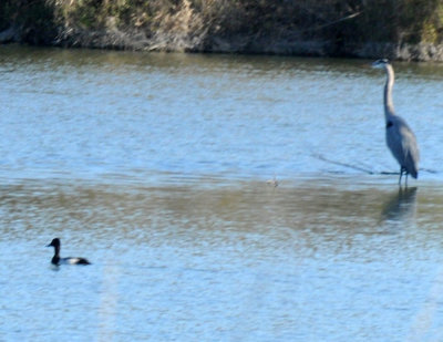 1224uvaldecountySE_140duckgbh.jpg