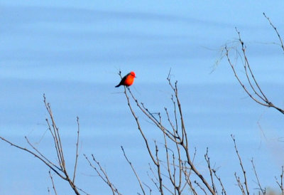 1224uvaldecountySE_144vermilion.jpg