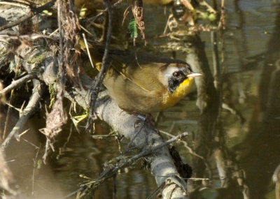 1224uvaldecountySE_199commonyellowthroat.jpg