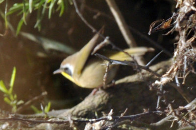 1224uvaldecountySE_207commonyellowthroat.jpg