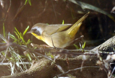 1224uvaldecountySE_208commonyellowthroat.jpg