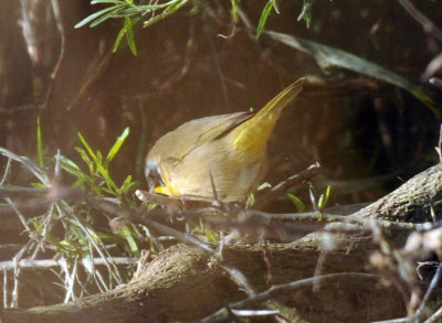 1224uvaldecountySE_209commonyellowthroat.jpg