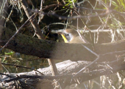 1224uvaldecountySE_218commonyellowthroat.jpg