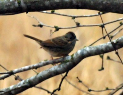 1225cooks_033sparrow.jpg