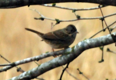 1225cooks_034sparrow.jpg