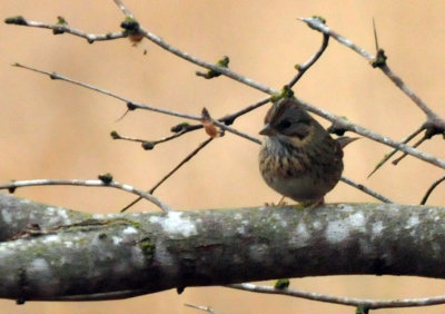 1225cooks_036lincolnssparrow.jpg