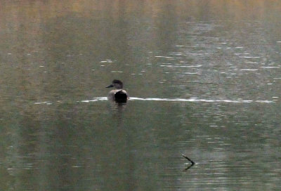 1225cooks_043gadwall.jpg
