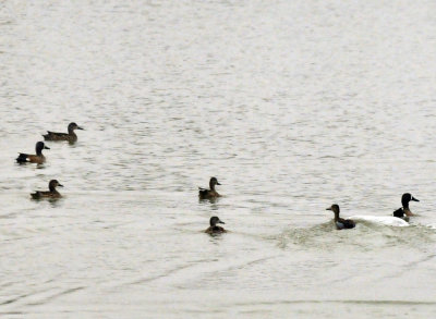 1225cooks_104teals.jpg
