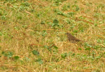 1225cooks_143swampsparrow.jpg