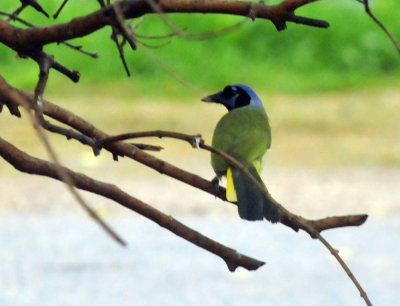 1226greenjays_019greenjay.jpg