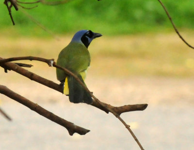 1226greenjays_022greenjay.jpg
