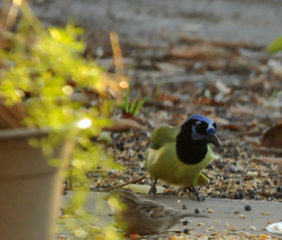 1227cooks_011greenjay.jpg