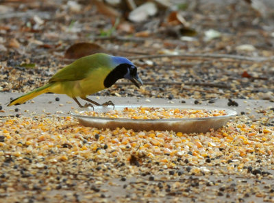 1227cooks_018greenjay.jpg