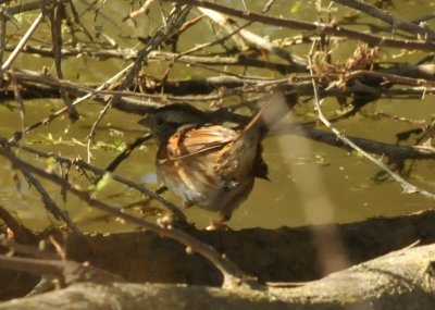 1227cooks_072swampsparrow.jpg