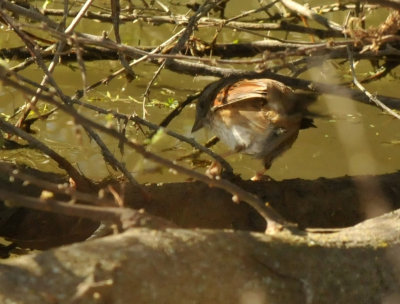 1227cooks_073marshwren.jpg