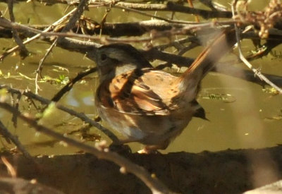 1227cooks_074swampsparrow.jpg