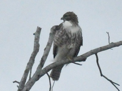 1229countySE_026hawk.jpg