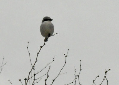 1229countySE_071loggerheadshrike.jpg