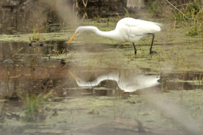 1229countySE_098greategret.jpg