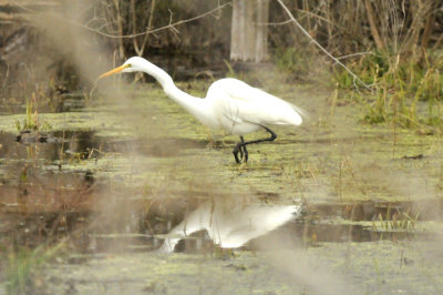 1229countySE_101greategret.jpg