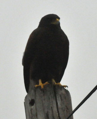 Cook's Slough Nature Park: Uvalde