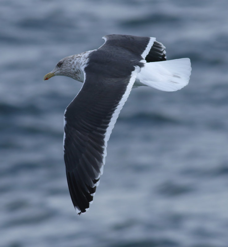 Slaty-backed Gull / Skiffertrut (Larus schistisagus)