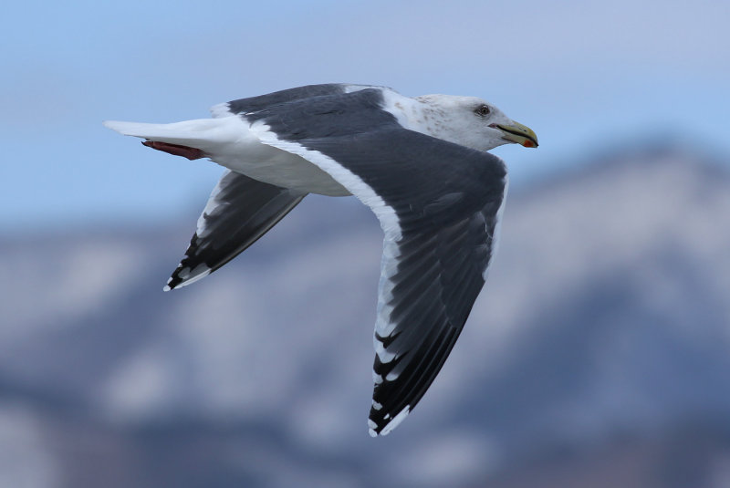 Slaty-backed Gull / Skiffertrut (Larus schistisagus)