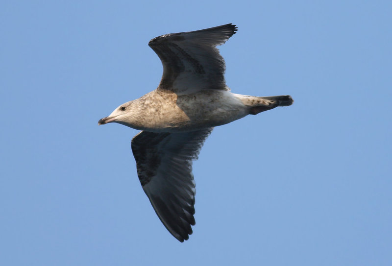 Vega Gull / Vegatrut (Larus vegae)