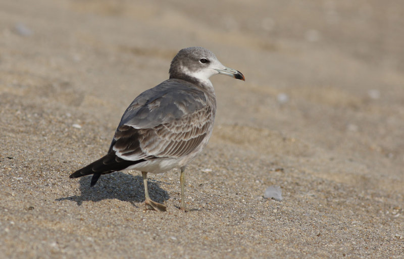 Black-tailed Gull / Svartstjärtad mås (Larus crassirostris)