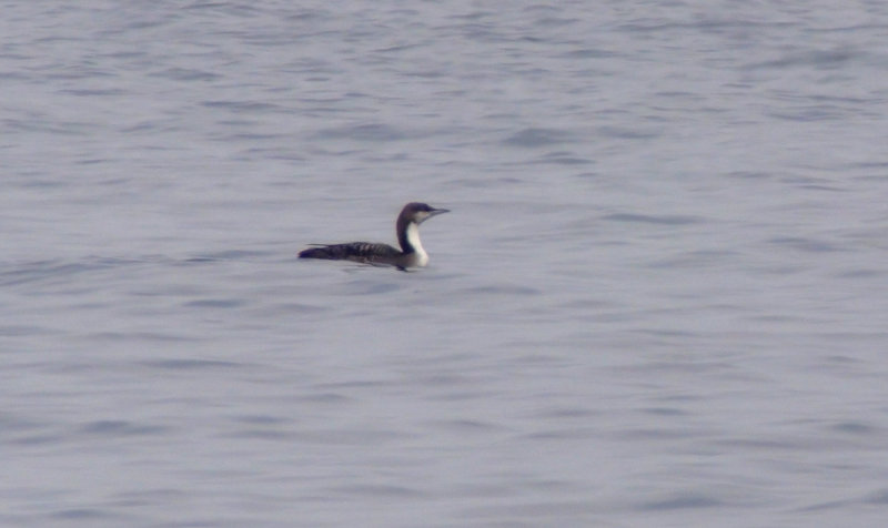 Pacific Diver / Stillahavslom (Gavia pacifica)