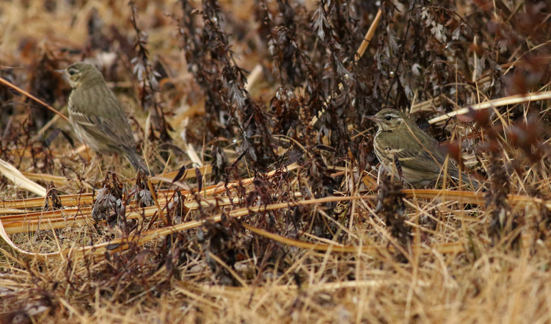 Olive-backed Pipit / Sibirisk piplärka (Anthus hodgsoni)