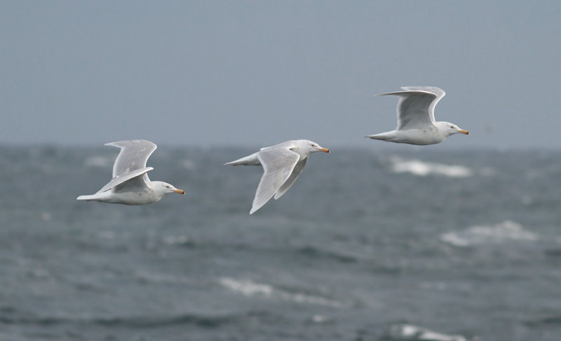 Glaucous Gull / Vittrut (Larus hyperboreus)