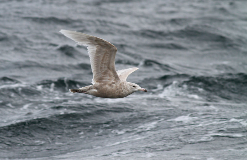 Glaucous Gull / Vittrut (Larus hyperboreus)
