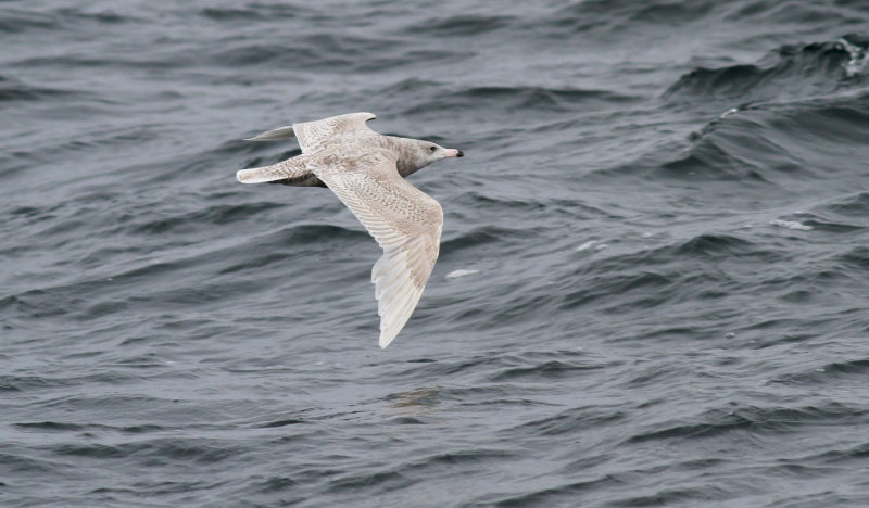 Glaucous Gull / Vittrut (Larus hyperboreus)