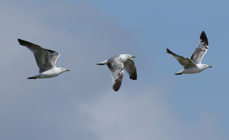 Yellow-legged Gull / Medelhavstrut (Larus michahellis)